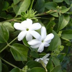 CONCIME IDROSOLUBILE ENERGY ROSSO 1 KG -Negozio al dettaglio Piante Casa 12211139 3