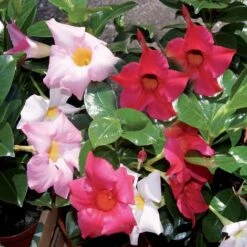 CONCIME IDROSOLUBILE ENERGY ROSSO 1 KG -Negozio al dettaglio Piante Casa 12211139 4