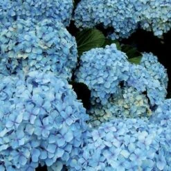 CONCIME IN POLVERE AZZURRANTE PER ORTENSIE 1 KG 5 CONCIME IN POLVERE AZZURRANTE PER ORTENSIE 1 KG -Negozio al dettaglio Piante Casa 12257605 3