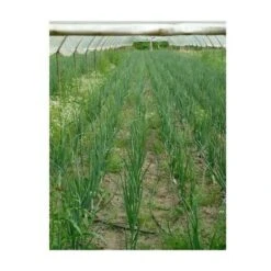 Zolfo Correttivo 93 Giallo Uso Agricolo Verdura Agricoltura Biologico Kg 25 -Negozio al dettaglio Piante Casa 13192522 5