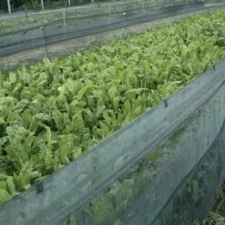 RETE PER ALLEVAMENTO LUMACHE ANTILUMACA ANTI LUMACA MT 1X100 CON 2 BALZI (34184) 7 RETE PER ALLEVAMENTO LUMACHE ANTILUMACA ANTI LUMACA MT 1X100 CON 2 BALZI (34184) -Negozio al dettaglio Piante Casa 25108658 4