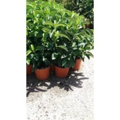 PIANTA DI CALAMONDINO VASO COLORATO 24 Cm Altezza 90/100 Cm (foto Reali)