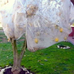 Telo Tessuto Non Tessuto Cappuccio - -Negozio al dettaglio Piante Casa 27161237 3