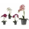 Fiori Decorativi Orchidea Plastica Vaso Grigio (18 X 53 X 28 Cm)