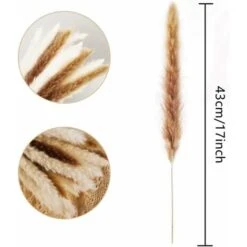 Set Di Erba Di Pampa Essiccata Naturale Per La Decorazione Domestica 20 Pezzi (bianco + Marrone) -Negozio al dettaglio Piante Casa 29765791 5