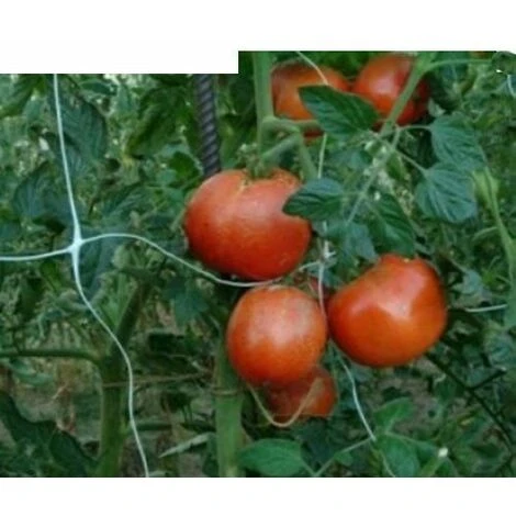 RETE PER PIANTE RAMPICANTI SOSTEGNO ORTAGGI PIANTE IN NYLON MT 2X10 19282 1 RETE PER PIANTE RAMPICANTI SOSTEGNO ORTAGGI PIANTE IN NYLON MT 2X10 19282