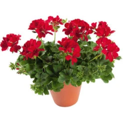 CONCIME NUTRIENTE TOTALE Professionale 20-20-20 + ESTRATTI DI ALGHE MARINE 1 KG -Negozio al dettaglio Piante Casa 30694304 5