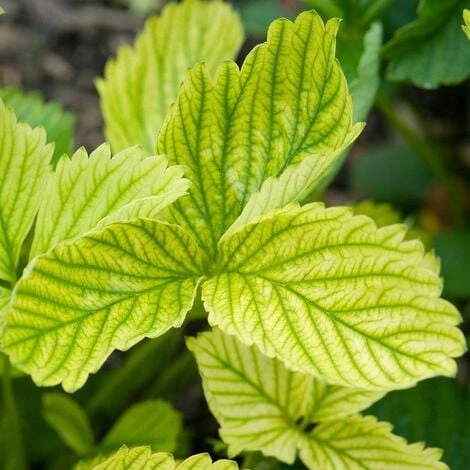 CONCIME Riverdente CHELATO DI FERRO Ingiallimento Foglia KIRON PLUS 1 KG GREEN 2 CONCIME Riverdente CHELATO DI FERRO Ingiallimento Foglia KIRON PLUS 1 KG GREEN - immagine 2