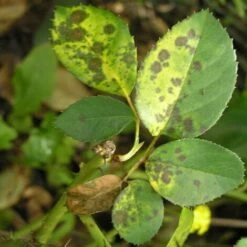 Poltiglia Bordolese Contro Malattie Fungine EUROPOLT Vebi 1 Kg -Negozio al dettaglio Piante Casa 30696265 3