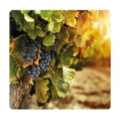 Europolt POLTI 20 Poltiglia Rame Boro Concime Vite Orto Olivo 5 KG -Negozio al dettaglio Piante Casa 31655768 4