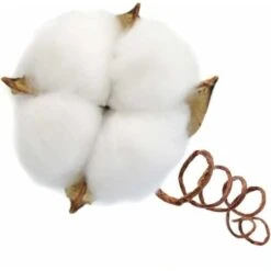 Ramo Di Cotone Stelo Naturale Fattoria Fiori Secchi Rami Di Cotone Pianta Di Cotone Fiori Secchi Artificiali (20 Pezzi) 7 Ramo Di Cotone Stelo Naturale Fattoria Fiori Secchi Rami Di Cotone Pianta Di Cotone Fiori Secchi Artificiali (20 Pezzi) -Negozio al dettaglio Piante Casa 31782315 3