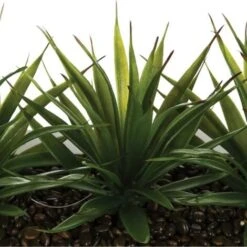 ATMOSPHERA Centrotavola - 3 Aloe Vera - H 17 Cm -Negozio al dettaglio Piante Casa 35488622 4