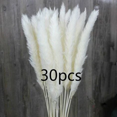 SOEKAVIA 30 Pezzi Di Piccola Erba Di Pampa Essiccata Naturale, Phragmites Communis, Bouquet Da Sposa E Fotografico Per L'arredamento Della Casa (bianco, 30 Pezzi) 1 SOEKAVIA 30 Pezzi Di Piccola Erba Di Pampa Essiccata Naturale, Phragmites Communis, Bouquet Da Sposa E Fotografico Per L'arredamento Della Casa (bianco, 30 Pezzi)