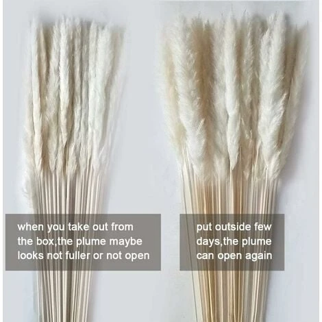 SOEKAVIA 30 Pezzi Di Piccola Erba Di Pampa Essiccata Naturale, Phragmites Communis, Bouquet Da Sposa E Fotografico Per L'arredamento Della Casa (bianco, 30 Pezzi) 2 SOEKAVIA 30 Pezzi Di Piccola Erba Di Pampa Essiccata Naturale, Phragmites Communis, Bouquet Da Sposa E Fotografico Per L'arredamento Della Casa (bianco, 30 Pezzi) - immagine 2