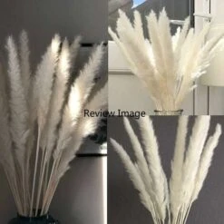 SOEKAVIA 30 Pezzi Di Piccola Erba Di Pampa Essiccata Naturale, Phragmites Communis, Bouquet Da Sposa E Fotografico Per L'arredamento Della Casa (bianco, 30 Pezzi) 9 SOEKAVIA 30 Pezzi Di Piccola Erba Di Pampa Essiccata Naturale, Phragmites Communis, Bouquet Da Sposa E Fotografico Per L'arredamento Della Casa (bianco, 30 Pezzi) -Negozio al dettaglio Piante Casa 36248090 5