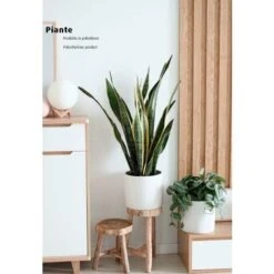King Home Pianta SANSEVIERIA H. 45 Cm 12 FOGLIE Completa Di Vaso Con Muschio -Negozio al dettaglio Piante Casa 40982766 3
