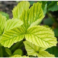 FERRO CHELATO Concime Riverdente UNIVERSALE PER CLOROSI In Fiale 10 Pz Flortis -Negozio al dettaglio Piante Casa 48334172 3