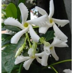 Gelsomino Falso "Rhyncospermum Jasminoides" Pianta In Vaso Da 2 Lt H. 100/150 Cm Con Canna