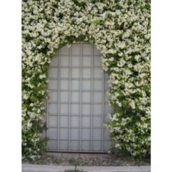 Gelsomino Falso "Rhyncospermum Jasminoides" Pianta In Vaso Da 2 Lt H. 100/150 Cm Con Canna -Negozio al dettaglio Piante Casa 49284212 4