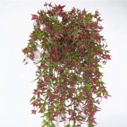 Artificial Ivy Hanging Set Of 2 For Home, Garden, Office, Home Decor Red -Negozio al dettaglio Piante Casa 52010384 5
