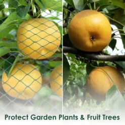 Randaco Rete Di Laghetto 2m X 5m Heron Protection Rete Isilon Rete Di Protezione Decidua Rete Di Protezione Rete Rete Decidua UV Teacher Around Fish Pond Network -Negozio al dettaglio Piante Casa 57705982 4