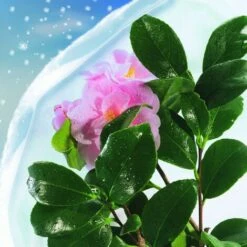 Velo Invernale Hivertex 2 X 10 M Nortene 9 Velo Invernale Hivertex 2 X 10 M Nortene -Negozio al dettaglio Piante Casa 58404603 5