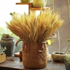 HIASDFLS 100 Foglie Di Grano Essiccate Da 40 Cm Per Camino, Casa, Cucina, Chiesa, Tavolo Da Matrimonio, Ghirlanda Di Natale -Negozio al dettaglio Piante Casa 59010127 3