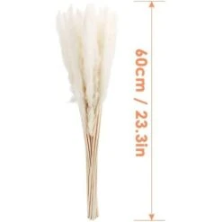 MINKUROW 30 Pz Erba Di Pampa, Erba Di Pampa Naturale Erba Di Pampa Essiccata Erba Phragmites Mazzo Di Fiori Secchi Decorazione Della Casa -Negozio al dettaglio Piante Casa 69789059 5