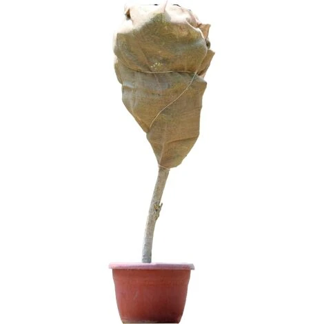 ZOLGINAH Tela, Ca. 100 X 200 Cm, Ca. 230 Gsm, Colore Naturale 2 ZOLGINAH Tela, Ca. 100 X 200 Cm, Ca. 230 Gsm, Colore Naturale - immagine 2