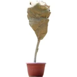 ZOLGINAH Tela, Ca. 100 X 200 Cm, Ca. 230 Gsm, Colore Naturale 8 ZOLGINAH Tela, Ca. 100 X 200 Cm, Ca. 230 Gsm, Colore Naturale -Negozio al dettaglio Piante Casa 71128034 4