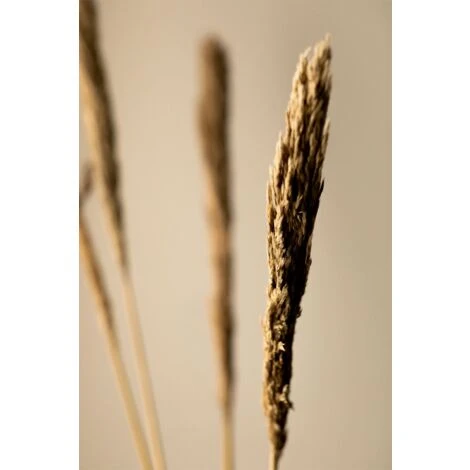 SKLUM Confezione Da 4 Rami Secchi Decorativi Pampy Marrone Grano 3 SKLUM Confezione Da 4 Rami Secchi Decorativi Pampy Marrone Grano - immagine 3