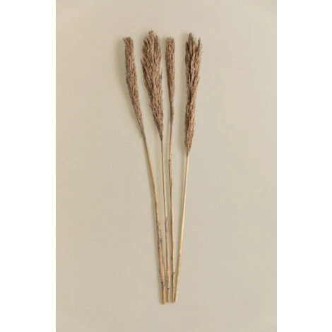 SKLUM Confezione Da 4 Rami Secchi Decorativi Pampy Marrone Grano 4 SKLUM Confezione Da 4 Rami Secchi Decorativi Pampy Marrone Grano - immagine 4