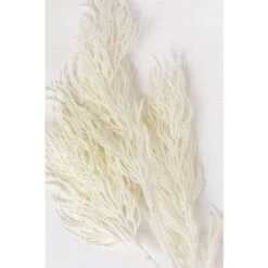 SKLUM Rami Artificiali Ramis Bianco Antico -Negozio al dettaglio Piante Casa 79471574 4