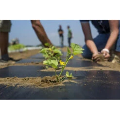 TELO BIO FILM PACCIAMATURA BIODEGRADABILE BOBINA DA 50 M NON FORATO LARG. 100 Cm PER ORTO E GIARDINO -Negozio al dettaglio Piante Casa 82761717 3