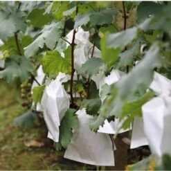 100 Pezzi Giardino Uva Frutta Sacchetti Di Protezione Frutta Foresta Verdure Aiuola Fiori Rete Antiparassitaria Sacchetti Rete Isolante Per Insetti Sacchetti Barriera (200 300mm, Bianco) -Negozio al dettaglio Piante Casa 85322264 5