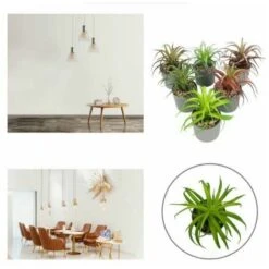 Pianta Artificiale Simulazione Di Fiori Artificiali Pianta Grassa Fresia Pianta In Vaso Simulazione Interna Fiore Decorazione Della Casa Bonsai Ornamenti Pianta Verde Pianta Di Simulazione (Marrone) -Negozio al dettaglio Piante Casa 85904990 4