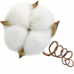 Ramo Di Cotone Stelo Naturale Fattoria Fiori Secchi Rami Di Cotone Pianta Di Cotone Fiori Secchi Artificiali (20 Pezzi). 7 Ramo Di Cotone Stelo Naturale Fattoria Fiori Secchi Rami Di Cotone Pianta Di Cotone Fiori Secchi Artificiali (20 Pezzi). -Negozio al dettaglio Piante Casa 85912303 3