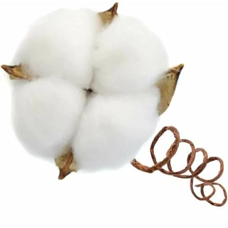 Ramo Di Cotone Stelo Naturale Fattoria Fiori Secchi Rami Di Cotone Pianta Di Cotone Fiori Secchi Artificiali (20 Pezzi). 3 Ramo Di Cotone Stelo Naturale Fattoria Fiori Secchi Rami Di Cotone Pianta Di Cotone Fiori Secchi Artificiali (20 Pezzi). - immagine 3