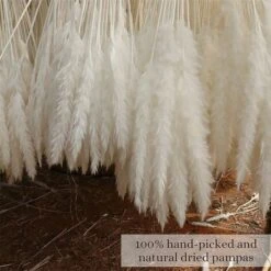 Set Di Erba Di Pampas Essiccata Di 30, 43cm Decorazione Vaso Di Fiori Secchi Artificiali, Decorazione Di Erba Di Pampas E Fiori Secchi, Erba Di Pampas Naturale, Erba Di Pampas Essiccata, Canne Essicca -Negozio al dettaglio Piante Casa 86168199 4