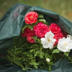 Windhager 06.271 Protettivo Tessuto Non Tessuto è Salito A 30 G/m² Verde 0,7 X 5 M -Negozio al dettaglio Piante Casa 86649245 3