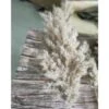 20 Pezzi Di Erba Di Pampas Secca Piccola Decorazione Naturale Phragmites Communis Bouquet Di Fiori Da Sposa Reale