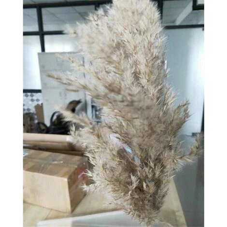 20 Pezzi Di Erba Di Pampas Secca Piccola Decorazione Naturale Phragmites Communis Bouquet Di Fiori Da Sposa Reale 2 20 Pezzi Di Erba Di Pampas Secca Piccola Decorazione Naturale Phragmites Communis Bouquet Di Fiori Da Sposa Reale - immagine 2