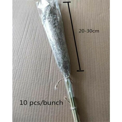 20 Pezzi Di Erba Di Pampas Secca Piccola Decorazione Naturale Phragmites Communis Bouquet Di Fiori Da Sposa Reale 3 20 Pezzi Di Erba Di Pampas Secca Piccola Decorazione Naturale Phragmites Communis Bouquet Di Fiori Da Sposa Reale - immagine 3