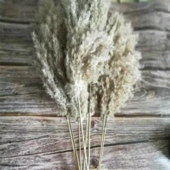 20 Pezzi Di Erba Di Pampas Secca Piccola Decorazione Naturale Phragmites Communis Bouquet Di Fiori Da Sposa Reale 8 20 Pezzi Di Erba Di Pampas Secca Piccola Decorazione Naturale Phragmites Communis Bouquet Di Fiori Da Sposa Reale -Negozio al dettaglio Piante Casa 91191597 4