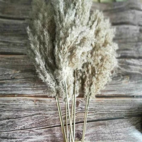 20 Pezzi Di Erba Di Pampas Secca Piccola Decorazione Naturale Phragmites Communis Bouquet Di Fiori Da Sposa Reale 4 20 Pezzi Di Erba Di Pampas Secca Piccola Decorazione Naturale Phragmites Communis Bouquet Di Fiori Da Sposa Reale - immagine 4