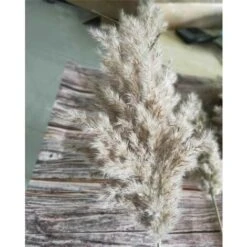 20 Pezzi Di Erba Di Pampas Secca Piccola Decorazione Naturale Phragmites Communis Bouquet Di Fiori Da Sposa Reale 9 20 Pezzi Di Erba Di Pampas Secca Piccola Decorazione Naturale Phragmites Communis Bouquet Di Fiori Da Sposa Reale -Negozio al dettaglio Piante Casa 91191597 5