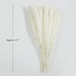 Erba Di Pampa Essiccata - Mazzo Di Fiori Secchi Di Erba Di Canne Di Piume Naturali Da 30 Pezzi Per La Decorazione Della Festa Nuziale Della Cucina Fai-da-te -Negozio al dettaglio Piante Casa 91194099 3