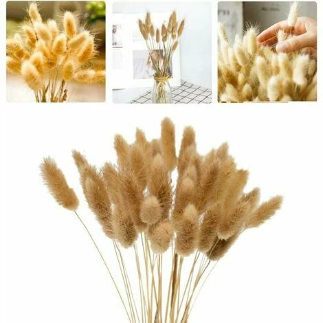 50pcs Fiori Secchi Naturali Erba Di Pampa, Mazzo Di Erba Di Coda Di Coniglio Per La Decorazione Della Casa Di Nozze Della Camera Da Letto Interna 1 50pcs Fiori Secchi Naturali Erba Di Pampa, Mazzo Di Erba Di Coda Di Coniglio Per La Decorazione Della Casa Di Nozze Della Camera Da Letto Interna
