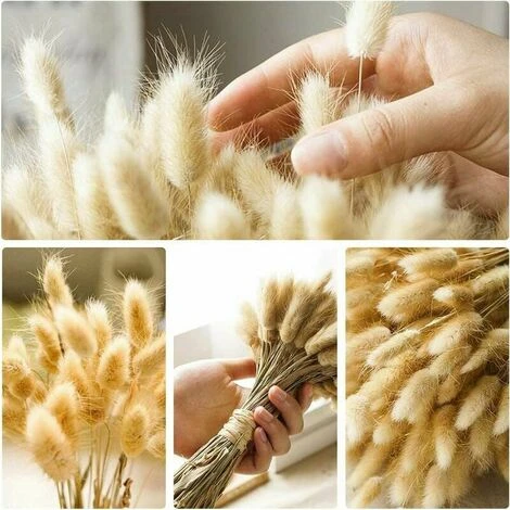 50pcs Fiori Secchi Naturali Erba Di Pampa, Mazzo Di Erba Di Coda Di Coniglio Per La Decorazione Della Casa Di Nozze Della Camera Da Letto Interna 2 50pcs Fiori Secchi Naturali Erba Di Pampa, Mazzo Di Erba Di Coda Di Coniglio Per La Decorazione Della Casa Di Nozze Della Camera Da Letto Interna - immagine 2