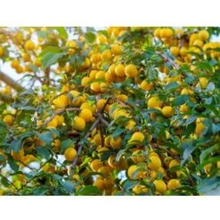 CULTIVERS Phosphoric Rock 20 Kg. Approvvigionamento Naturale Di Fosforo, Calcio E Ferro. 100% Ecologico. Preparazione Del Terreno Prima E Durante Il Raccolto -Negozio al dettaglio Piante Casa 93581936 3